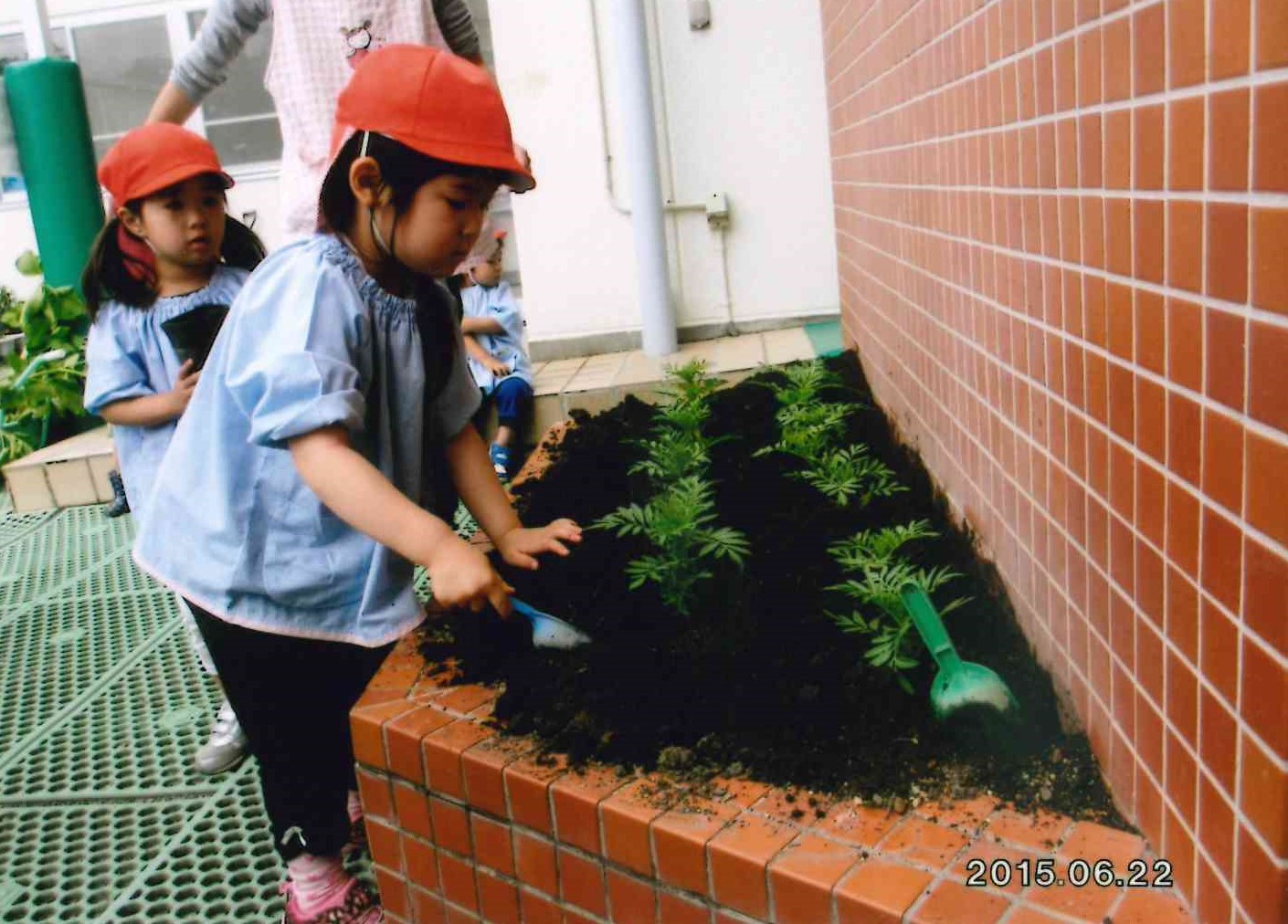 苗植え